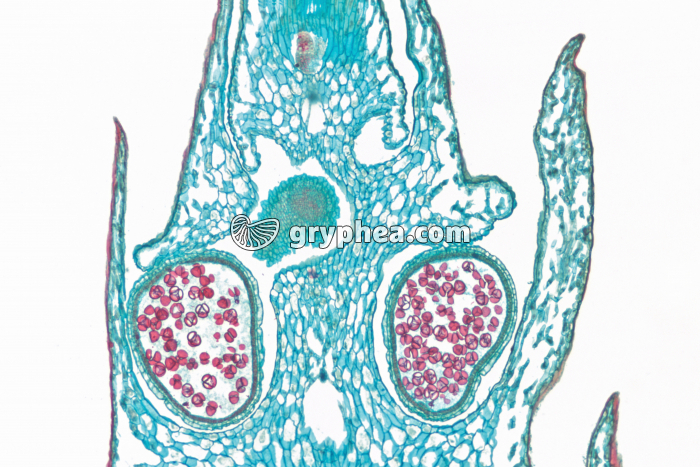 Selaginelle - Epi sporifère ou Strobile CL x15 - gryphea.com
